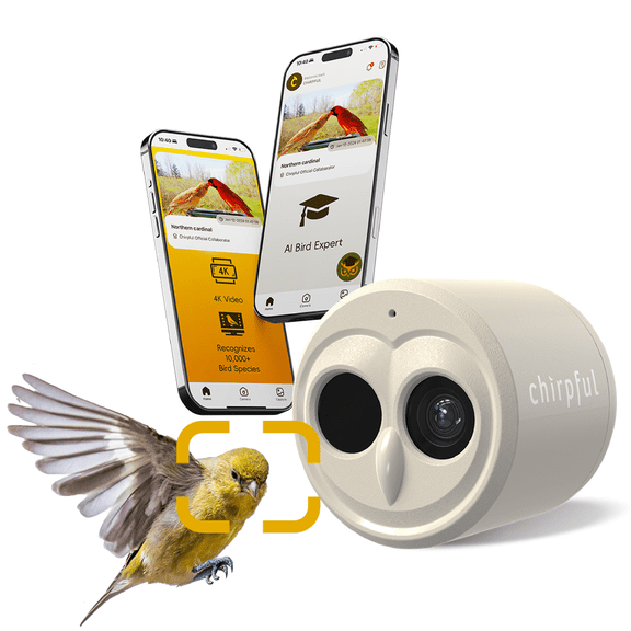 Birds Choice Smart Bird Feeder Camera, 4K Ultra-HD Bird Camera with AI Bird Species Recognition, Motion-Activated for Backyard Bird Watching