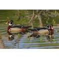 thumbnail image 2 of Jones, Adam 32x23 Black Ornate Wood Framed with Double Matting Museum Art Print Titled - Male wood ducks-Kentucky, 2 of 4