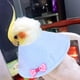 thumbnail image 4 of Collar de pájaro para mascotas, decoración de Collar reciclado ajustable para evitar que muerda pájaro loro Ormromra 220892-6, 4 of 8