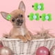 thumbnail image 3 of 20 piezas de pasadores para el pelo con forma de lazo pequeño para cachorros y perros, pinzas para el pelo con forma de flor para perros, accesorios para mascotas, 3 of 5