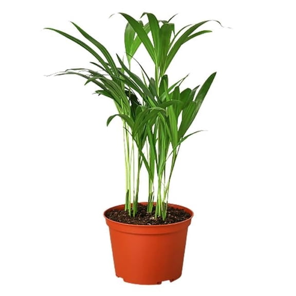 House Plant 4-PALM-ARECA Areca Palm Plant in 4 in. Pot