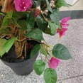 thumbnail image 4 of QinaQin Árbol artificial de bugambilia en maceta, planta decorativa alta con flores rosas y tronco de madera para interior o exterior, 4 of 6