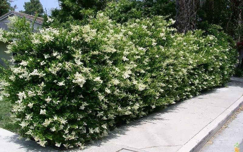 Curled Leaf Privet  5 Live Quart Size Plants  Ligustrum Japonicum Recurvifolium, Evergreen Flowering Privacy Hedge, Ornamental Shrub for Lush Landscapes