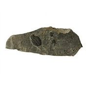 Genuine Elrathia Kinghi Trilobite Fossil 7 1/2" x 2 3/4" x 1/2"