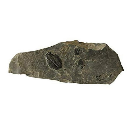 Genuine Elrathia Kinghi Trilobite Fossil 7 1/2" x 2 3/4" x 1/2"