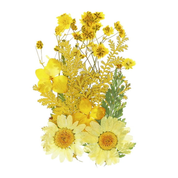 Dried Pressed Real Flowers Pressed Flowers Dry Leaves for DIY Crafts Yellow