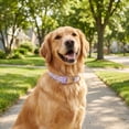 thumbnail image 3 of Vibrant Life Polyester Daisy Dreams Adjustable Fashion Dog Collar, Purple, L, 3 of 9