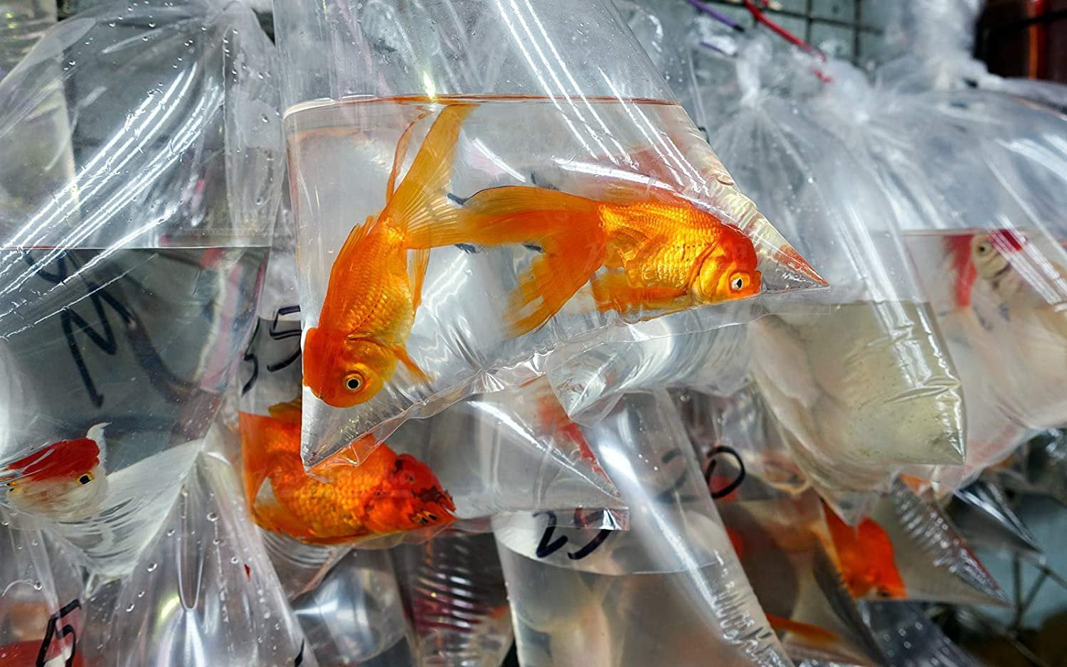 10 x High Quality 400 Guage Fish Bags 16” x 32” Watertight Poly Bags 