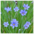 thumbnail image 2 of Everwilde Farms - 100 Prairie Blue-Eyed Grass Native Wildflower Seeds - Gold Vault Seed Packet, 2 of 5