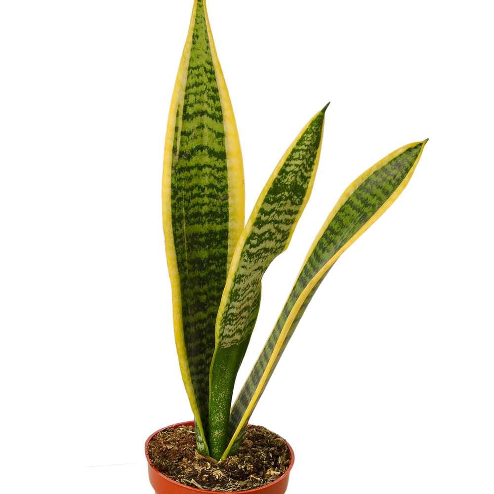 Snake Plant Laurentii | Sansevieria Trifasciata Live Plant for Indoor | Different Houseplants in 4'' & 6'' Pot | Real House Plant for Livingroom | Mother-in-law's Tongue