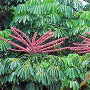 Schefflera Actinophylla Umbrella tropical tree house plant 100 seeds