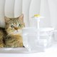 thumbnail image 4 of Fuente de agua para mascotas con filtro automático, bebedero eléctrico silencioso USB para gatos, tazón de 1200 ml, bebedero con filtro de recirculación para gatos, dispensador de agua, 4 of 5