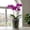 white4, variant on Winter Poetry Upgrade Clear Plastic Orchid Pots With Holes, Transparent Breathable Phalaenopsis Pots, Indoor Plant Containers with Saucers, 6.29x5.51x4.13in B