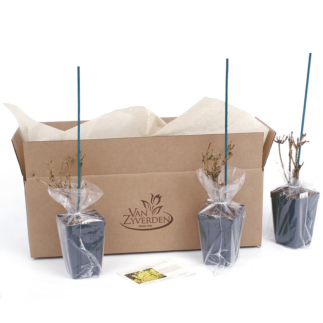 Van Zyverden Forsythia Magical® Gold 4" Potted Rocketliners® Set of 3 Plants Yellow Full Sun Deer Resistant 3 lb