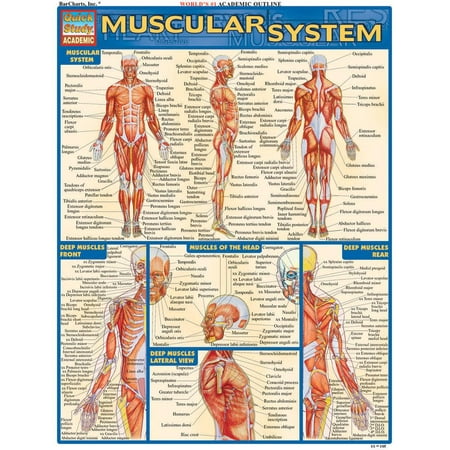 Quickstudy: Academic: Muscular System Laminate Reference Chart (Other)