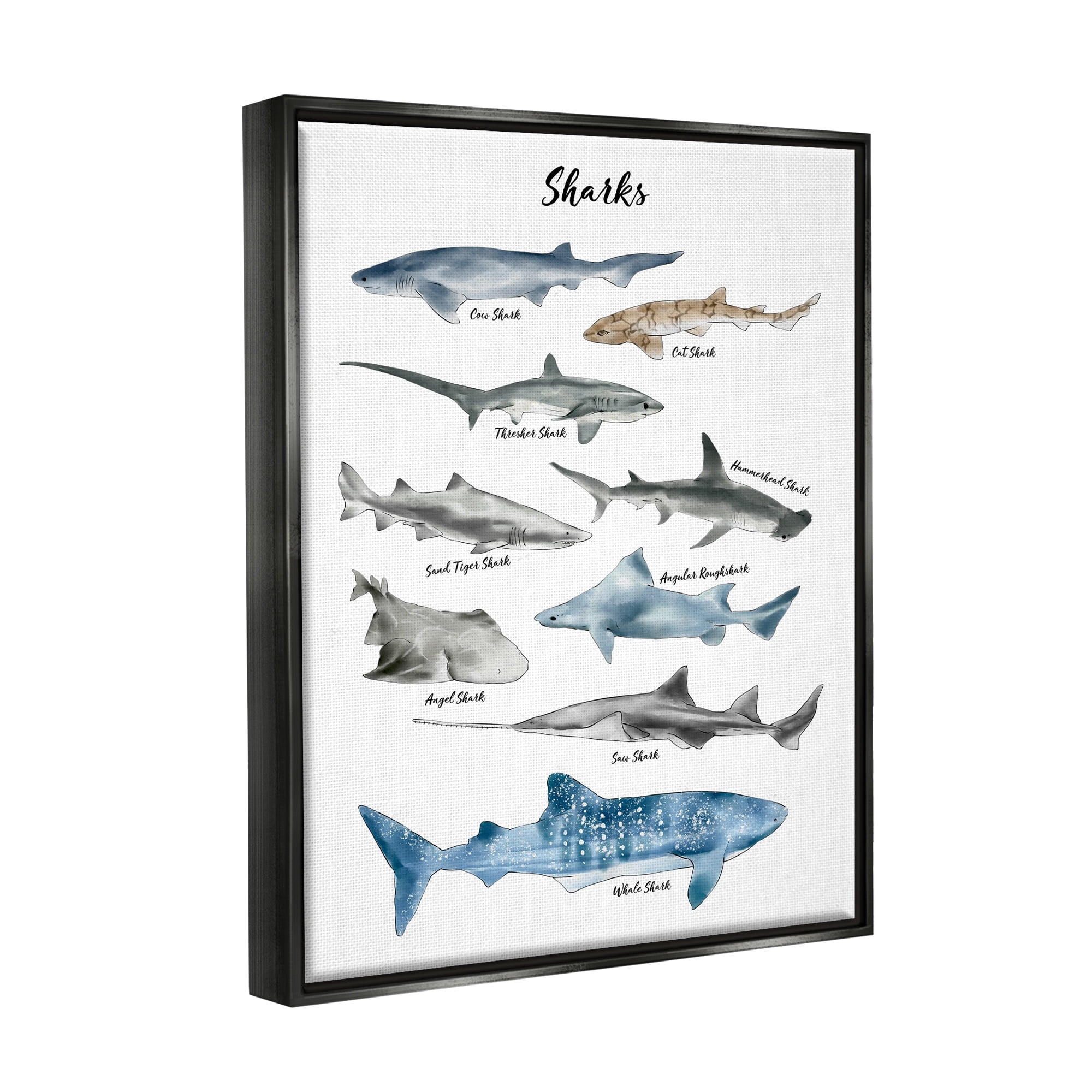 Stupell Industries Nautical Shark Chart Watercolor Marine Animals Jet Black Framed Floating Canvas Wall Art, 24x30, by Ziwei Li