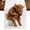 Brown, variant on Funny Tigers Burlap Cotton Table Runner 13x48 Inches Long, Cute Art Fun Lovely Animals on Toilets Farmhouse Table Runners, Outdoor Dining Tablecloths Decor for Baby Shower/Party/Wedding
