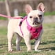 thumbnail image 3 of Greeniant Pet Harness Set Professional Breathable Reflective Walking Towing Accessories Vest Accessory Rope Outdoor Ropes Dog Leash Suministros para perros No.10 Greeniant PT002524-10, 3 of 6