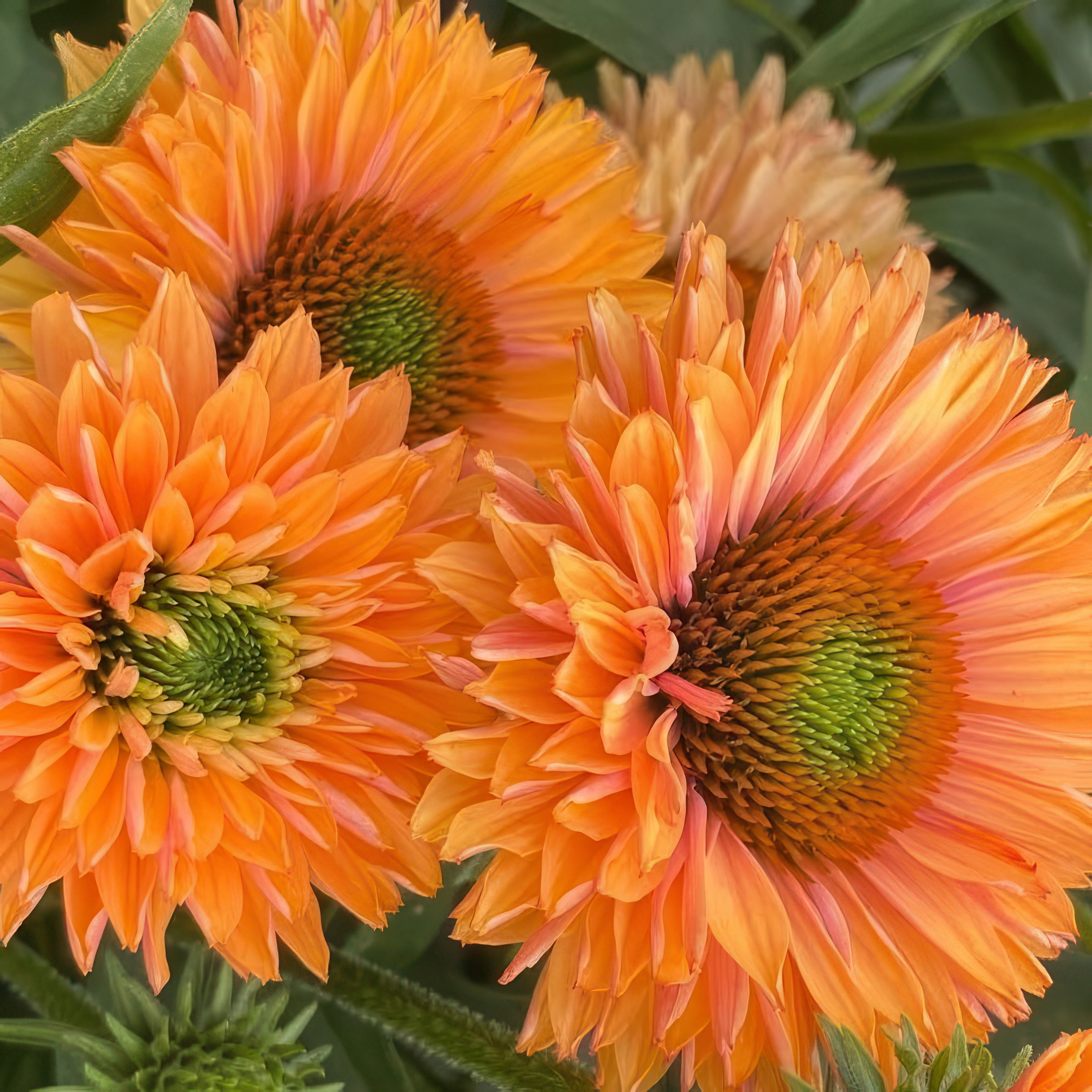 National Plant Network 3.25 in. Echinacea SunSeekers Pumpkin Pie Live Perennial Plant with Orange Flowers (3-Pack)