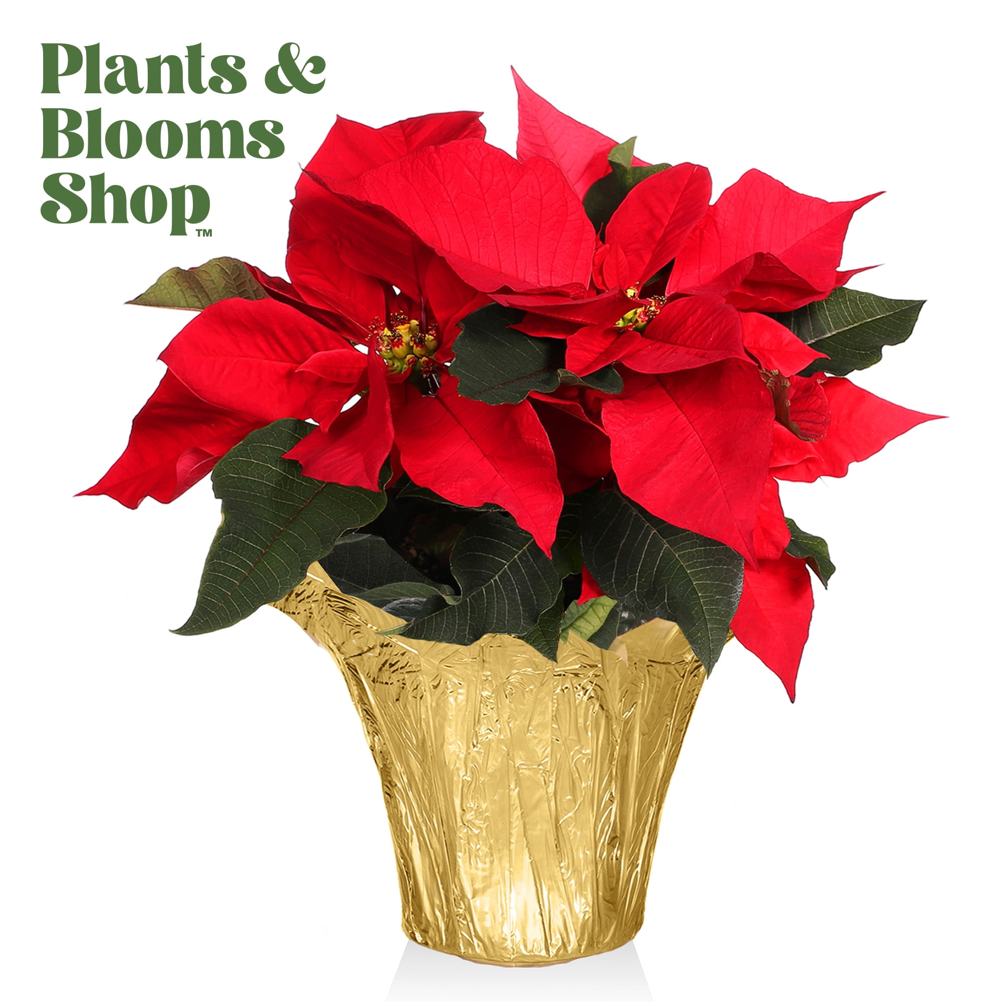Plants and Blooms 810" Red Poinsettia Live Plant in 4" Grower Pot with