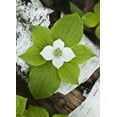 thumbnail image 2 of Rotenberg, Nancy 24x32 White Modern Wood Framed Museum Art Print Titled - Maine, Acadia NP Bunchberry plant on log, 2 of 4