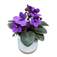 thumbnail image 5 of Purple African Violets Live Plant, Random Purple Flowers Streptocarpus, Indoor Flower Plants, Blooms All Year Round 4 Inch Pot, 5 of 6
