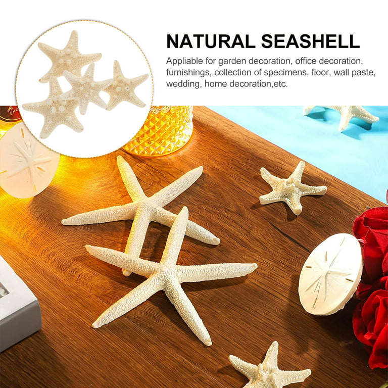 Frcolor Shell Sea Star Natural Decor Stars Crafts Decoration Conch Nautical Ocean Seashell Ornament Shells Beach Favors Mini, Size: 8x8x3CM
