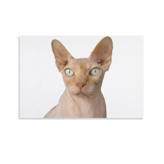 Canadian Sphynx Cat Poster Decorative Painting Canvas Wall Art Living Room Posters Bedroom Painting,Unframe-style,08x12inch(20x30cm)
