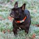 thumbnail image 2 of Collier pratique pour chien, collier classique en nylon rflchissant rglable, pour grands chiens, naranja, 2,5 cm de grande., 2 of 5