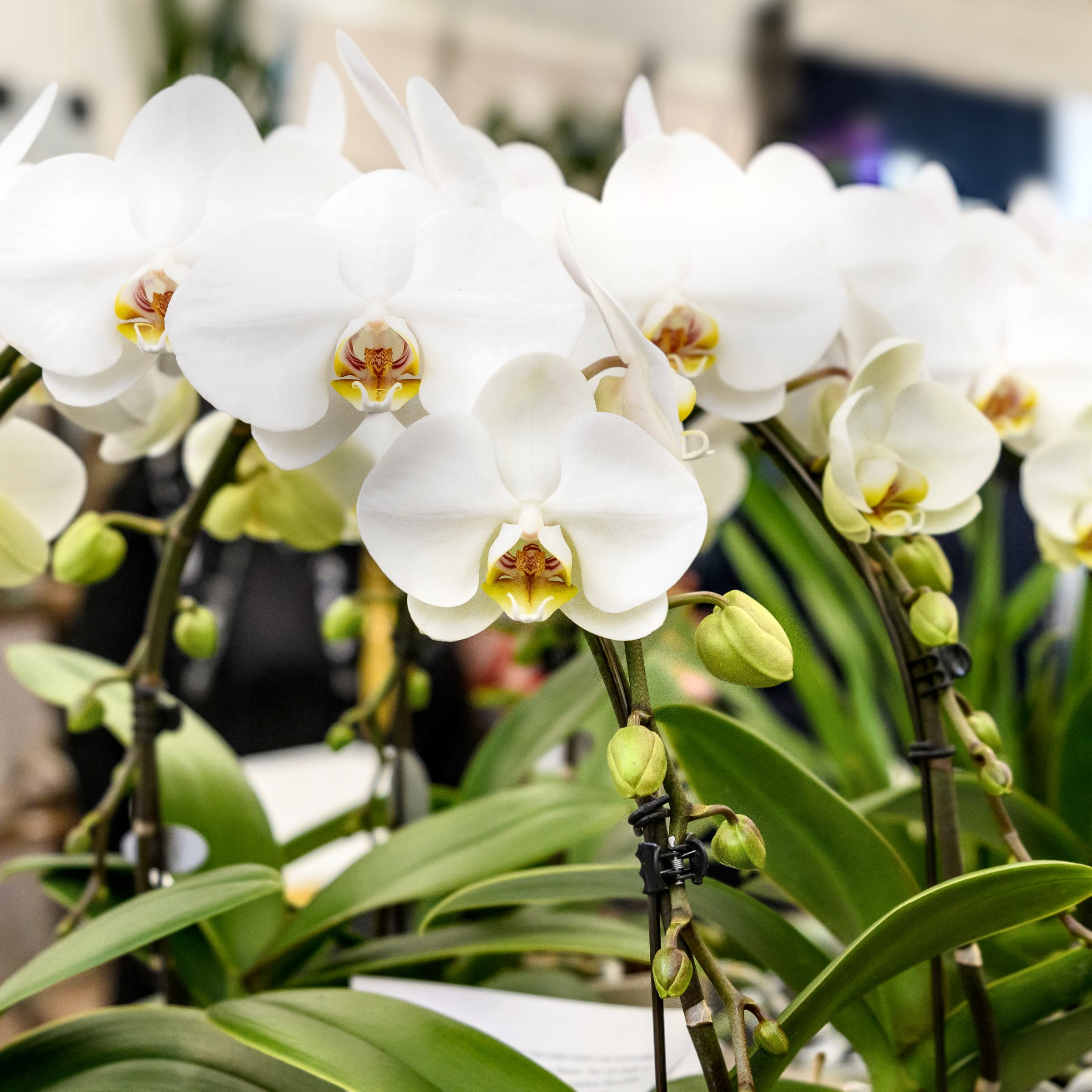 5 in. Superior Multi-Stem Luminous White Phalaenopsis Orchid in Luxe Designer Ceramic Planter