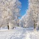 thumbnail image 2 of ABPHQTO 150x220cm Fotografía Telón de fondo Navidad Paisaje cubierto de nieve Árboles forestales, 2 of 2