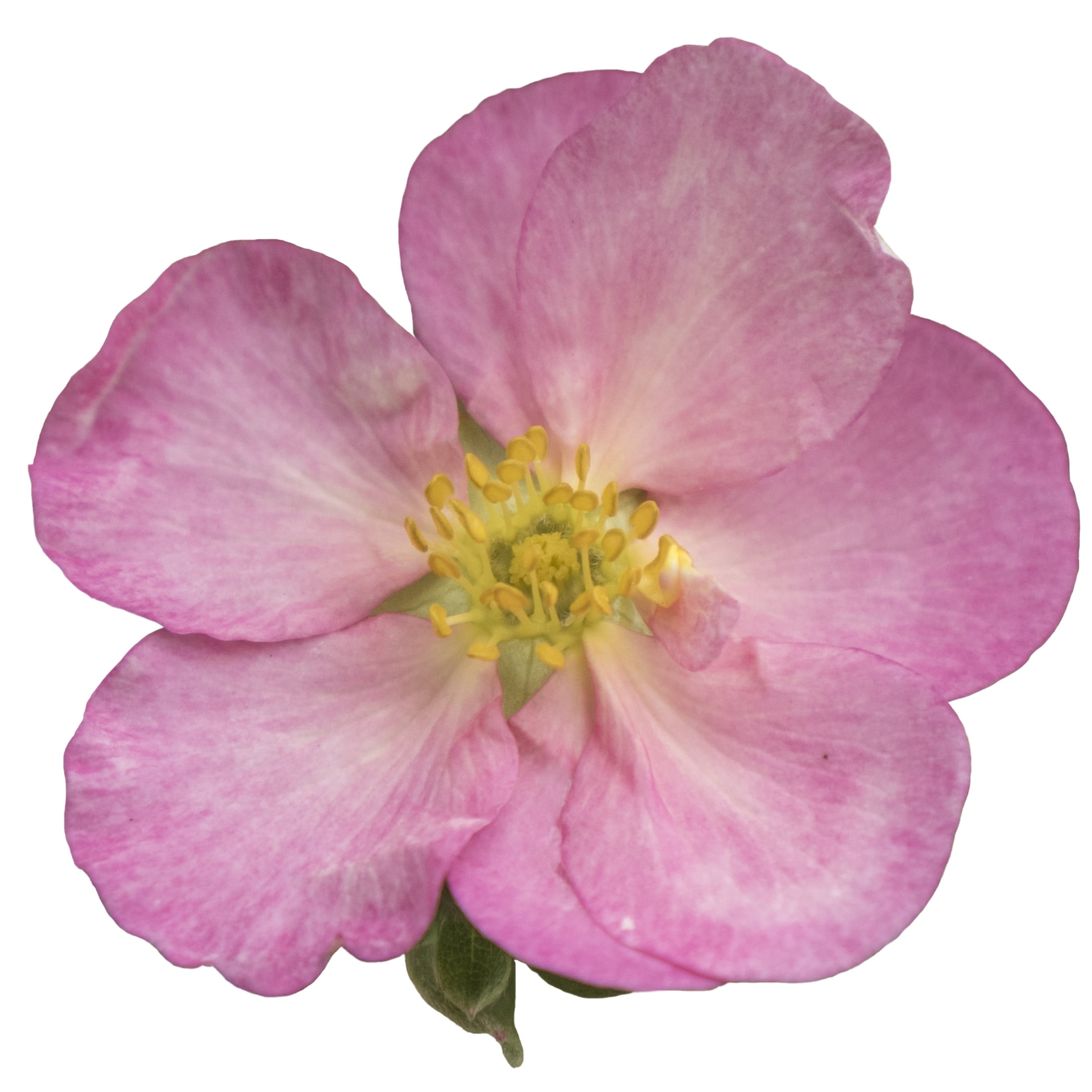 Proven Winners ColorChoice 5" Pink Happy Face Hearts Potentilla Live Plant in 4.5" Pot (4 Count)