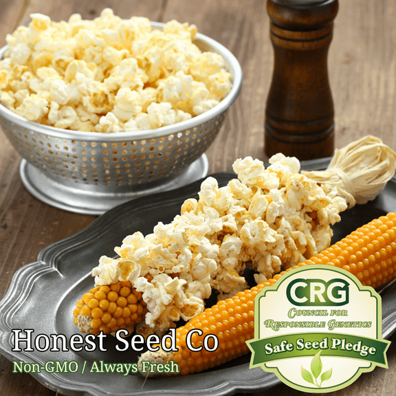 Honest Seed Yellow POPCORN Corn Seeds, Non-GMO