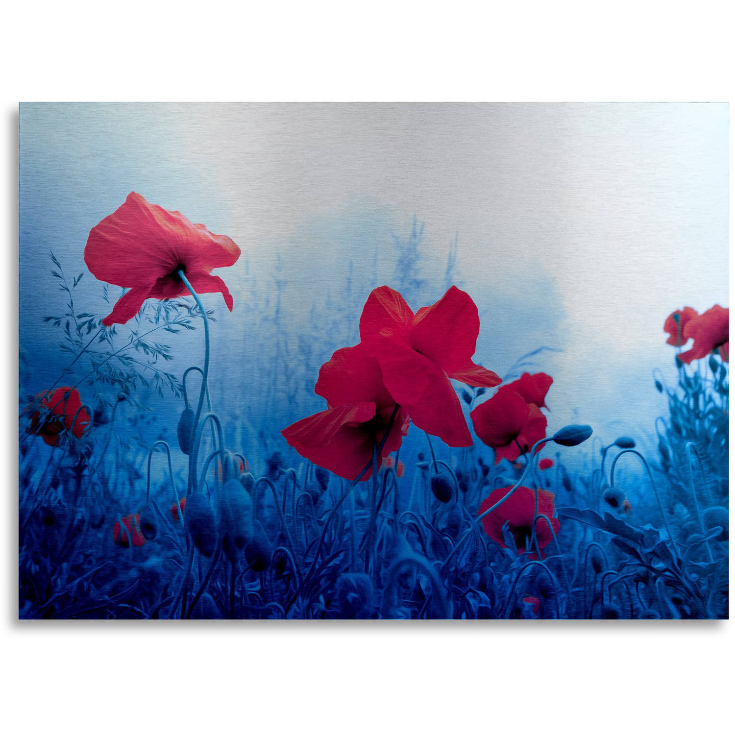 Trademark Fine Art "Jam for Poppies" Brushed Aluminum Wall Art Art by Philippe Sainte-Laudy 16" x 22"