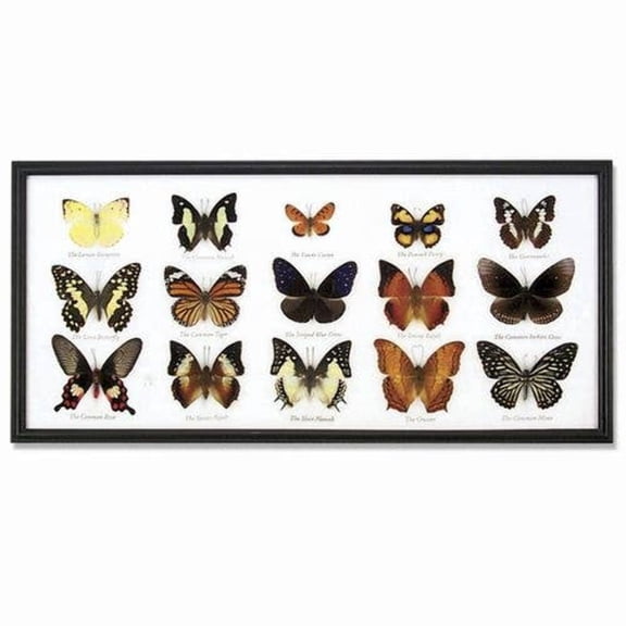 Butterfly Specimens Framed BTF15