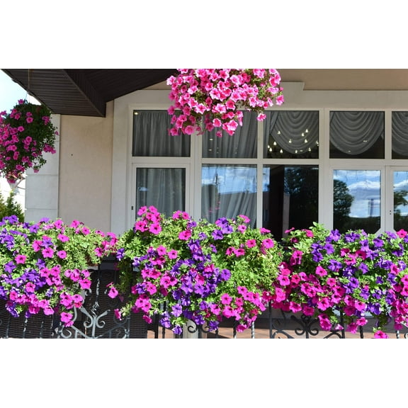 Seedville 200 Mixed Seeds Laura Bush Petunia Violacea Trumpet Flower Seeds