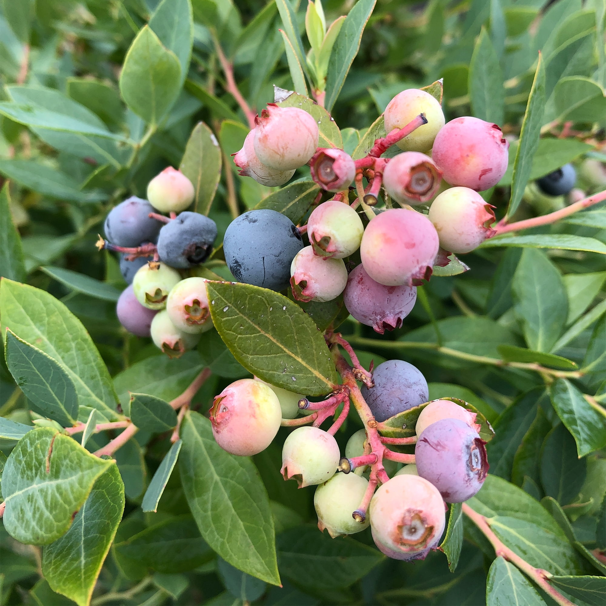 Proven Winners ColorChoice Splendid! Blue Blueberry Live Shrub (2 Gallon)