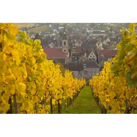 View of Riquewihr and Vineyards in Autumn, Riquewihr, Alsace, France, Europe Print Wall Art By Miles (Best Vineyards In France)