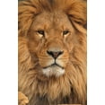 thumbnail image 2 of Lion Face Wall Mural by Wallmonkeys Peel and Stick Graphic (36 in H x 24 in W) WM188357, 2 of 4