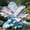 Elephant Ear-A, variant on Giant Elephant Ear Taro — The Premier Choice for Tropical Landscaping — A Gardening Essential— (Non-Artificial)-- Adds a Fresh, Natural Accent to Yards and Pathways —