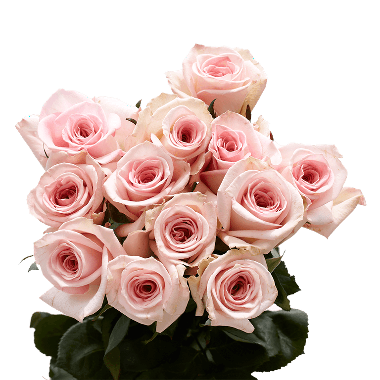 Bulk Flowers Fresh Cream Roses - 50 Piece(s)