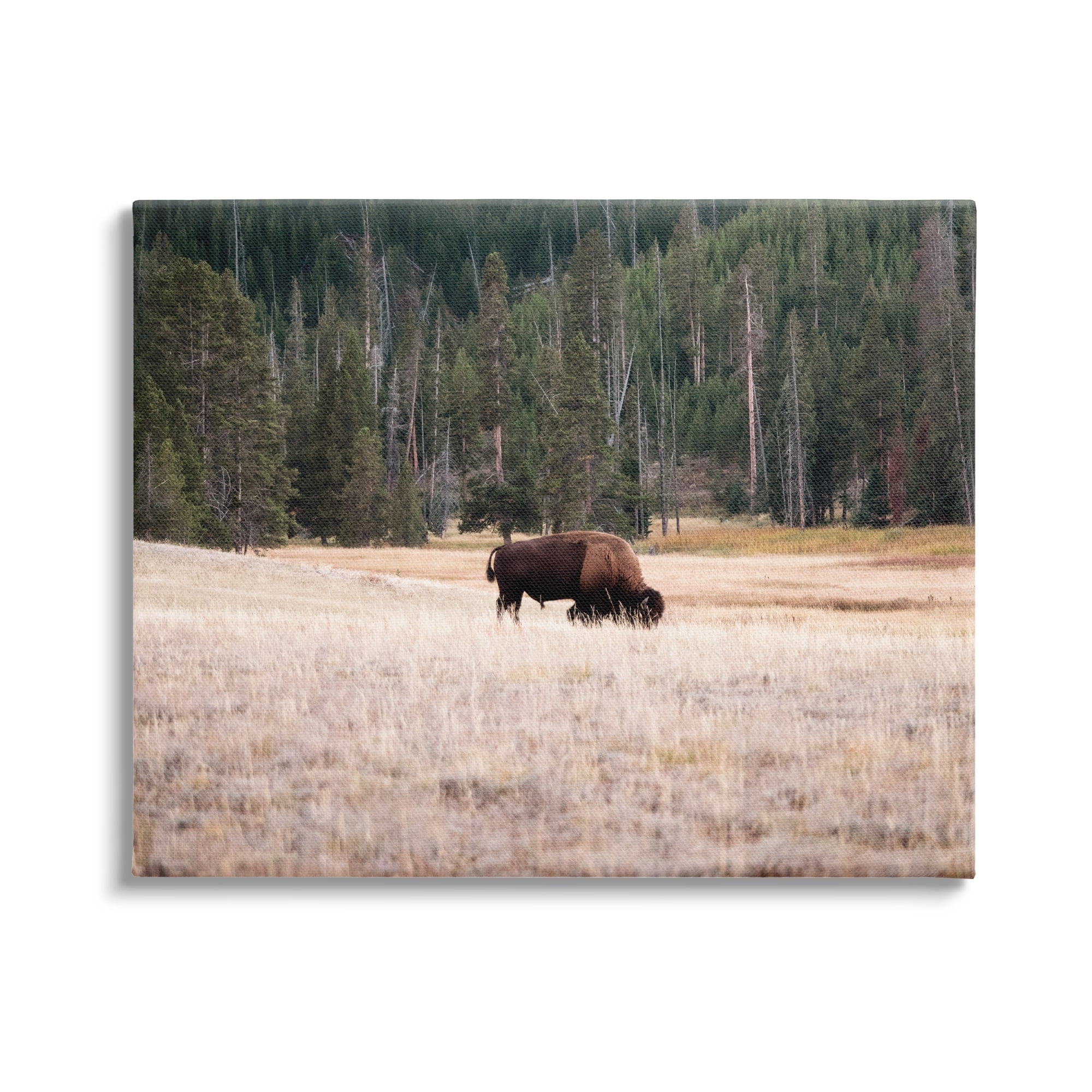 Stupell Bison Grazing Rural Country Landscape Animals & Insects Photography Gallery Wrapped Canvas Print Wall Art