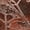 Merlot, variant on Addison Rugs Chantille Indoor/Outdoor Transitional Floral Chocolate Machine Washable Rectangle Rug, 10' x 14'