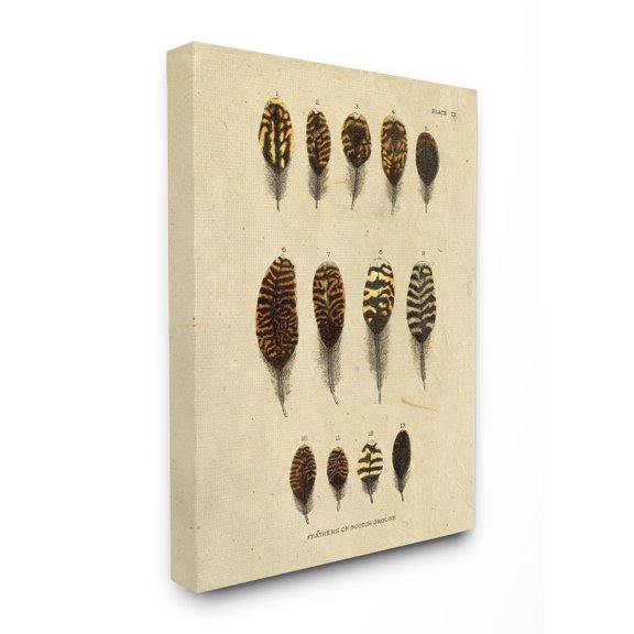 The Stupell Home Decor Aged Paper Vintage Feather Identification Print Canvas Wall Art