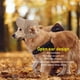 thumbnail image 3 of Sombrero para el Sol para Perros con Protección Solar Material de Primera Tamaño Cambiable Orificios para los Oídos Transpirables Adecuado para Viajes ANGGREK Otros, 3 of 8