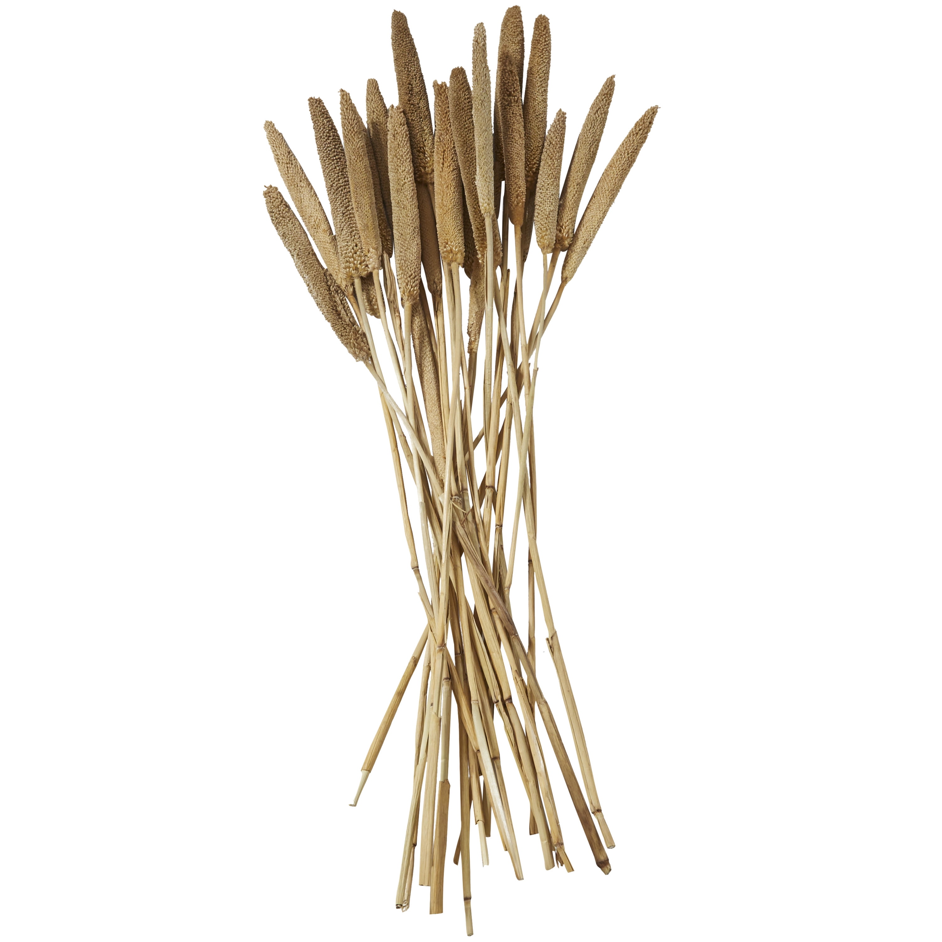 20" Dried Plant Natural Foliage Bunny Tail Bouquet with Long Stems, by DecMode