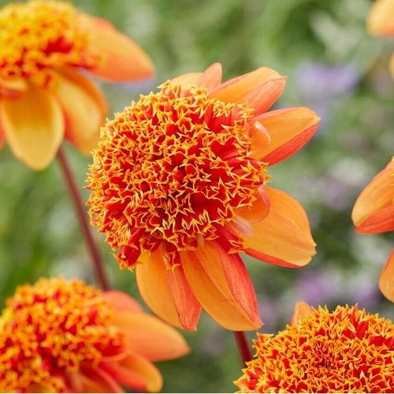 Yellow Orange Anemone Dahlia Flower Tubers - 3 Bulbs per Pack - Attracts Butterflies and Hummingbirds - Deer Resistant - Good as Cut Flowers - Grows Well In Containers