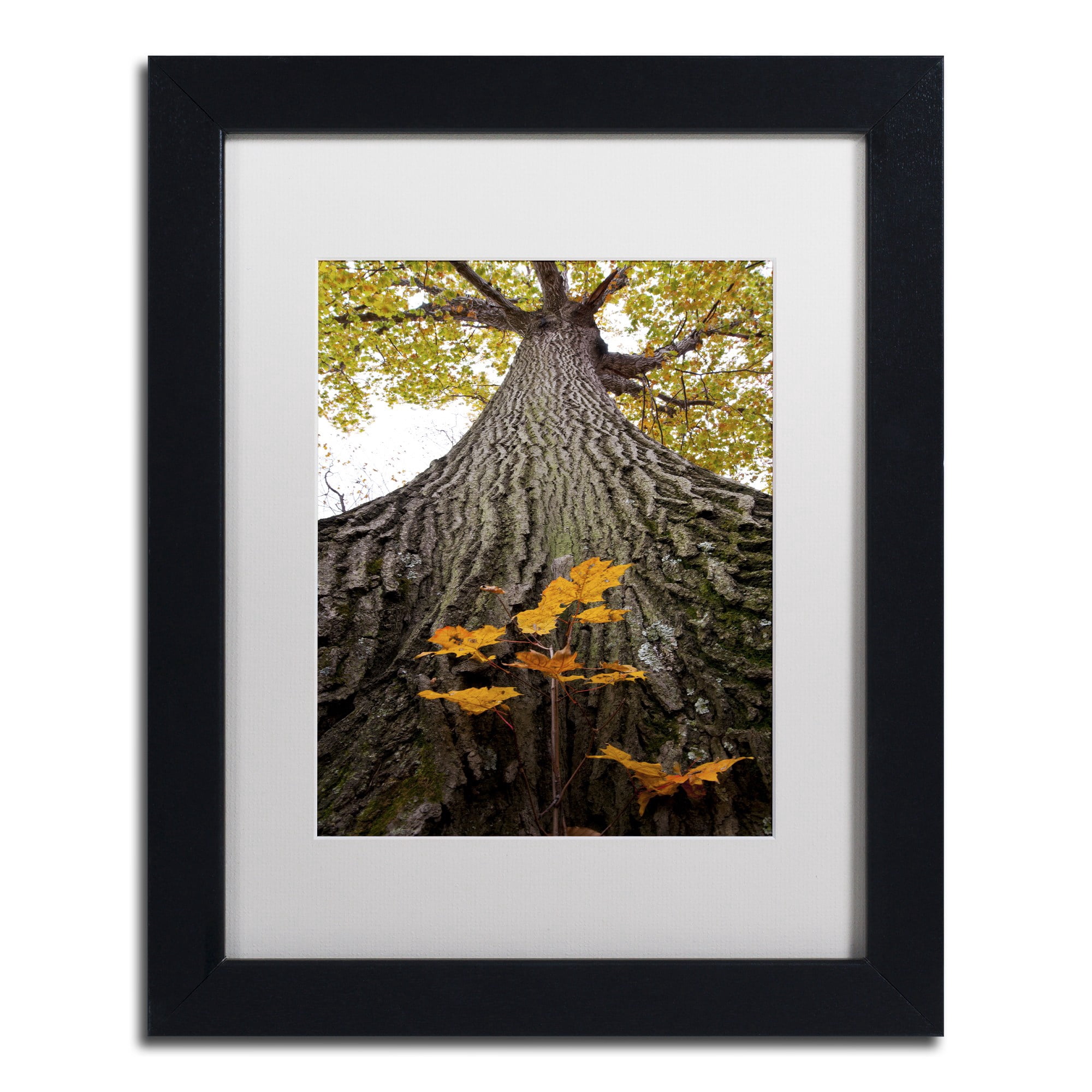 Trademark Fine Art "Aspiring to New Heights" Canvas Art by Kurt Shaffer, White Matte, Black Frame
