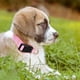 thumbnail image 5 of PENSEEPET Collar para perros pequeños, ajustable, grande, mediano, pequeño, diferentes tamaños, rosa, 5 of 5