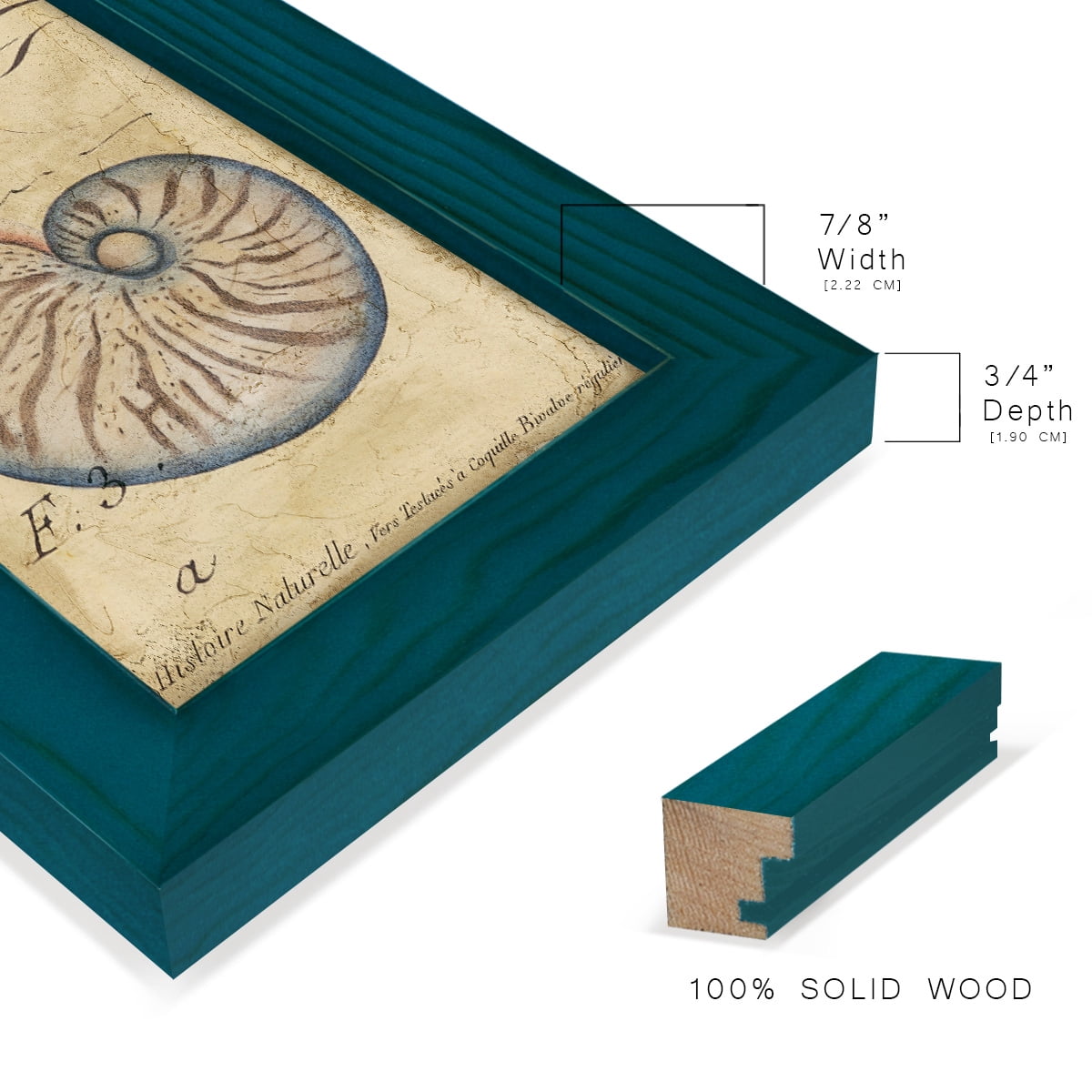 Seashell Ephemera II - Framed Print w/glass - Ocean Blue